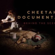Behind the Scenes - Cheetah Translocation Short Film